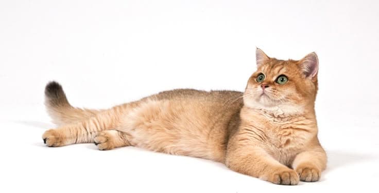 Rüyada Kedi Görmek – Sezgi, Bağımsızlık ve Kadınsı Enerji