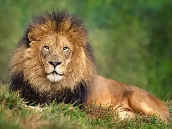 Rüyada Aslan Görmek – Otorite, Güç ve İçsel Liderlik